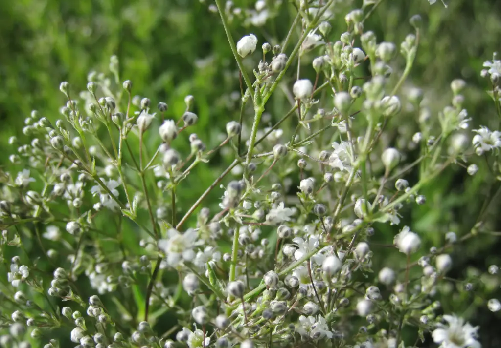 Rispiges Gipskraut 'Snowflake'