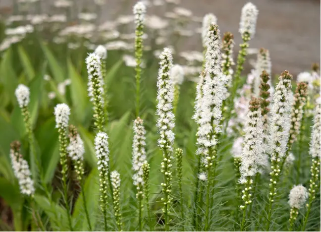 Plume du Kansas 'Floristan Alba'