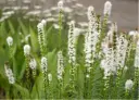 Blazing Star ‘Floristan Alba’