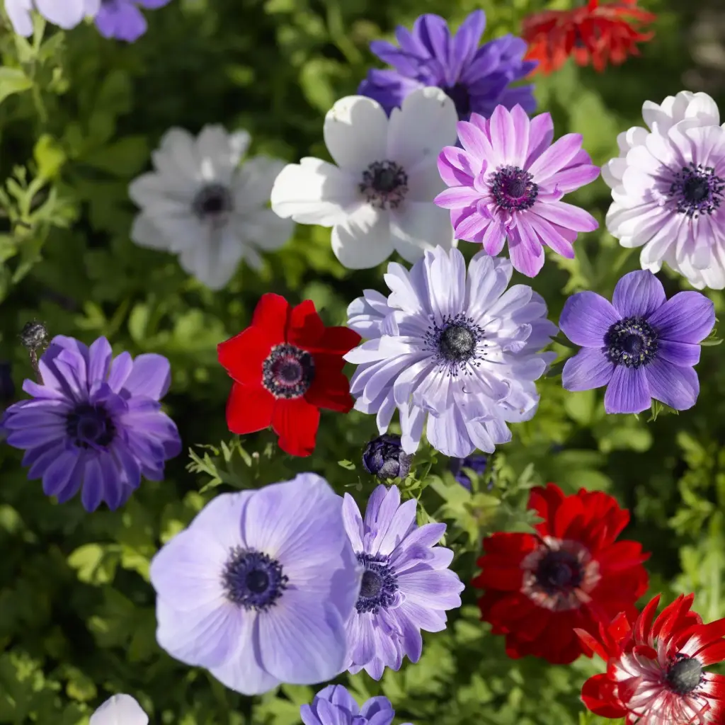 Anemone ‘De Caen’