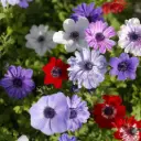 Anemone ‘De Caen’