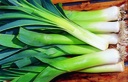 Leek, Dubouchet Selection Z