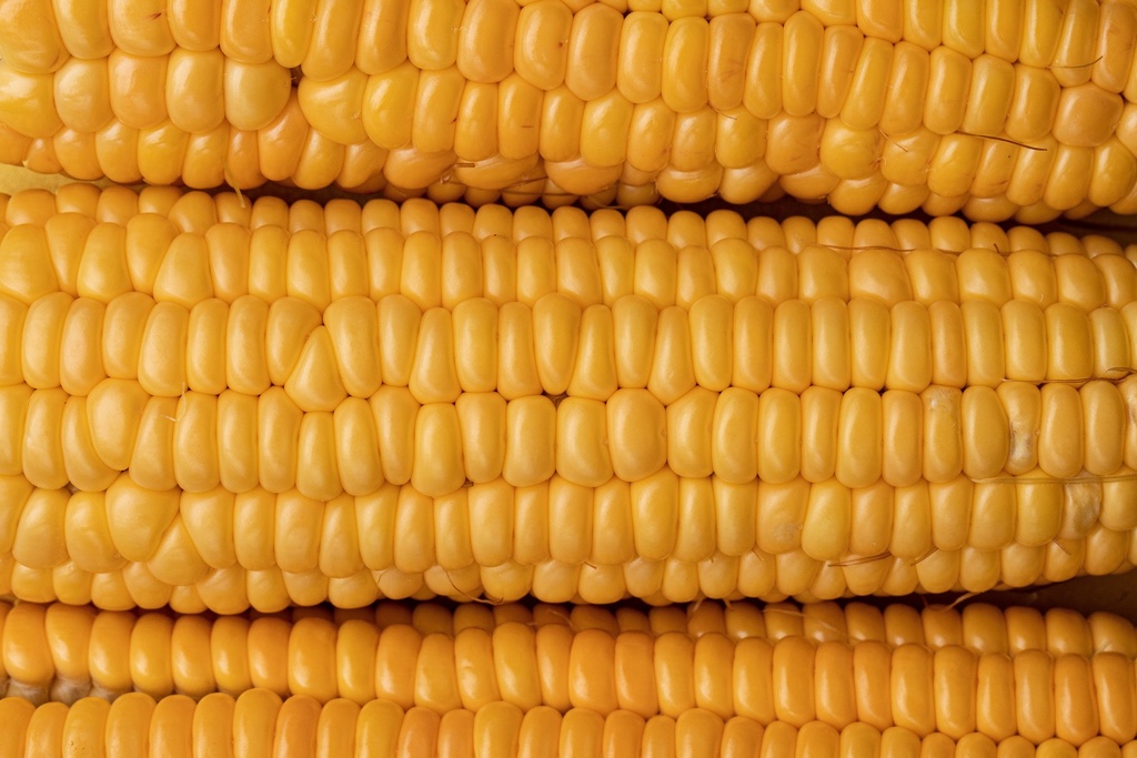 Sweet corn, Golden Bantam