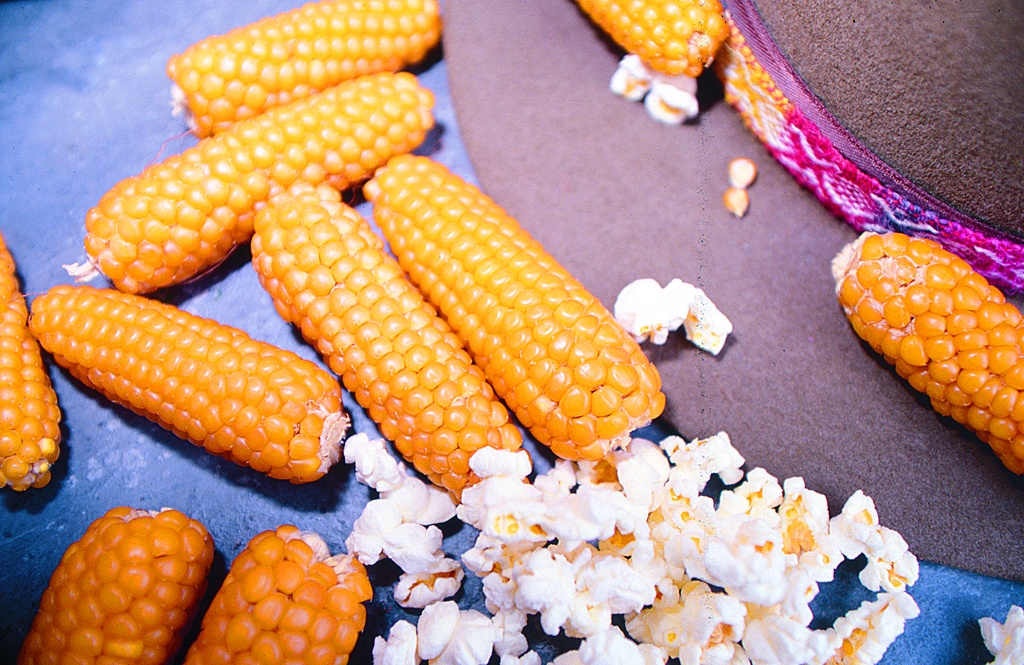 Maïs Pop Corn, Popi-hopi