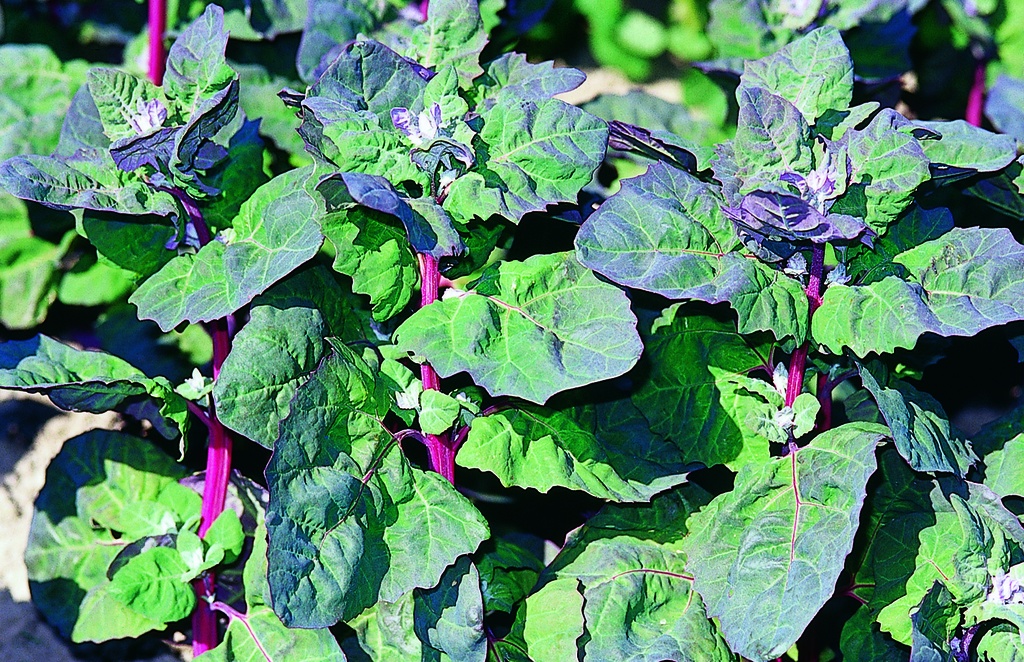 Orach, Red leaves