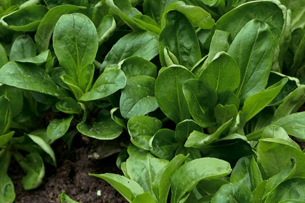 Corn salad (Lamb's lettuce), Coquilles de Louviers