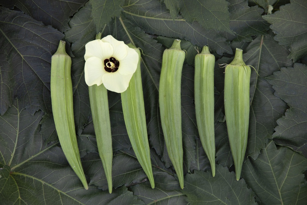 Okra, Cajun Selektion Z