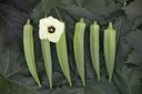 Okra (Lady's finger), Cajun selection z