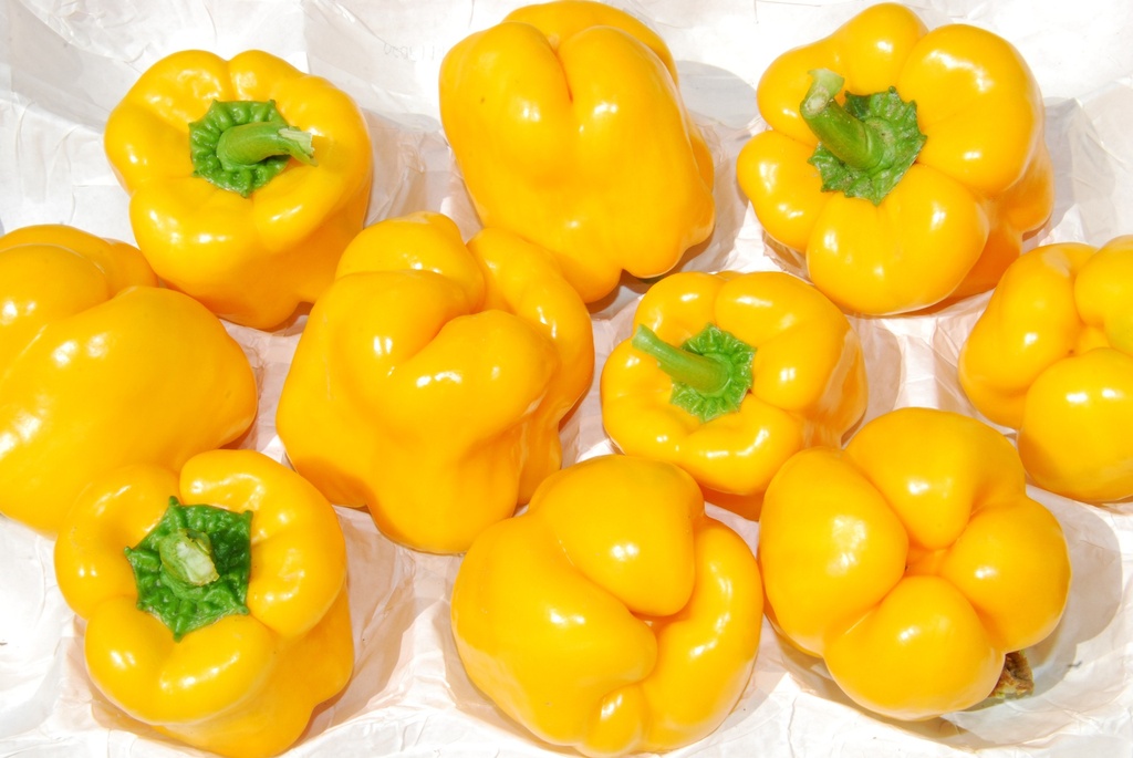 Poivron Doux, Golden Wonder