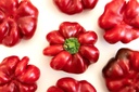 Sweet pepper, Round Hungarian Selection Z