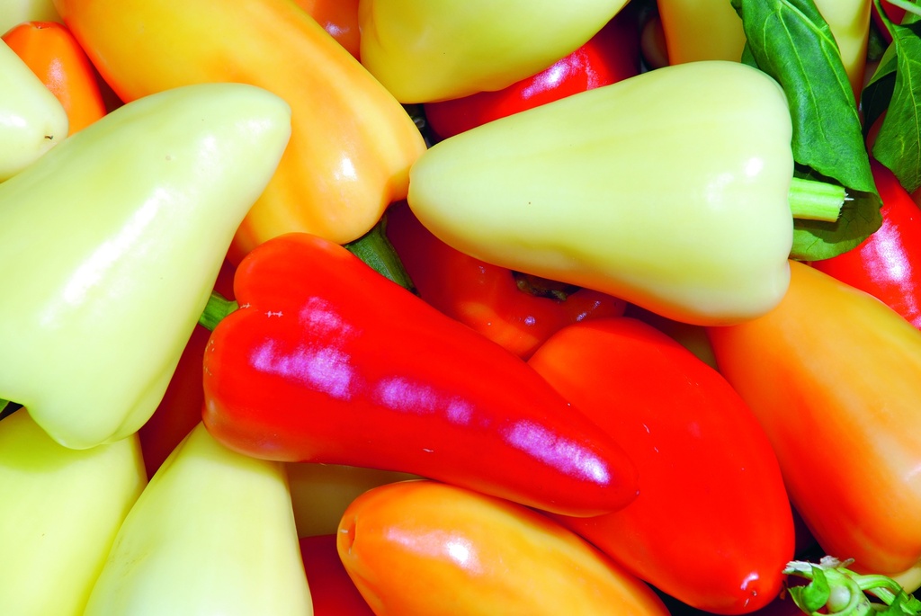 Chili pepper, Babura (Somborcka)