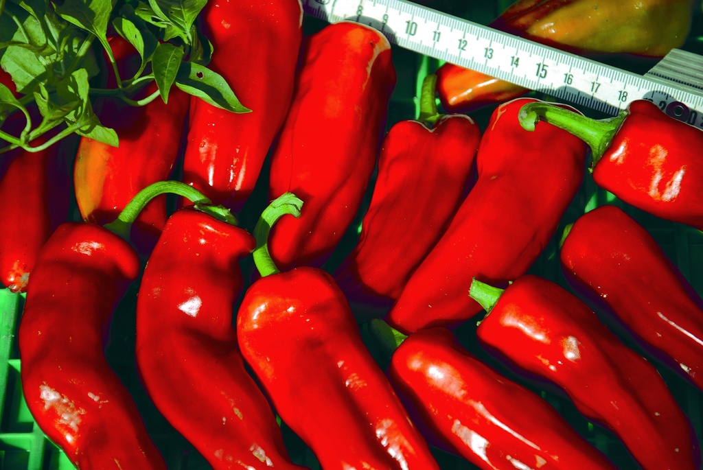 Poivron Doux, Frigitello de Padrón