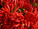 Chili pepper, Fortissimo Selection Z
