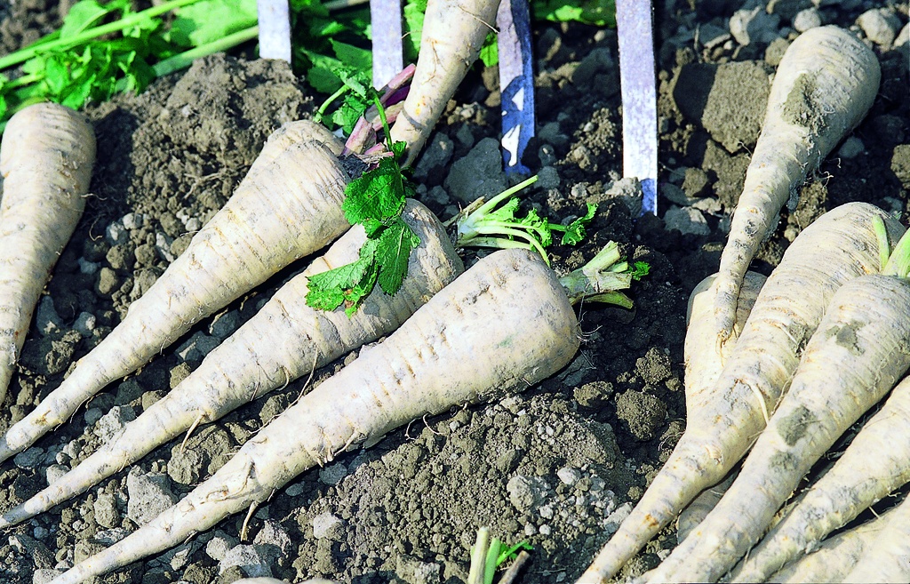 Parsnip, Half-long