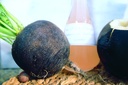 Radis, Rond Noir