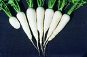 Radish, Zurich market