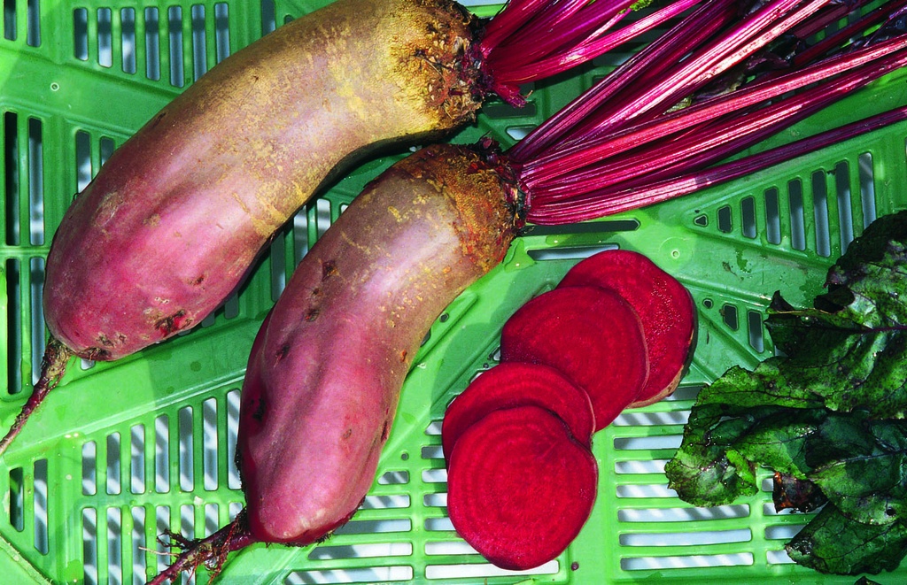 Beet (Beetroot), Cylindra selection z