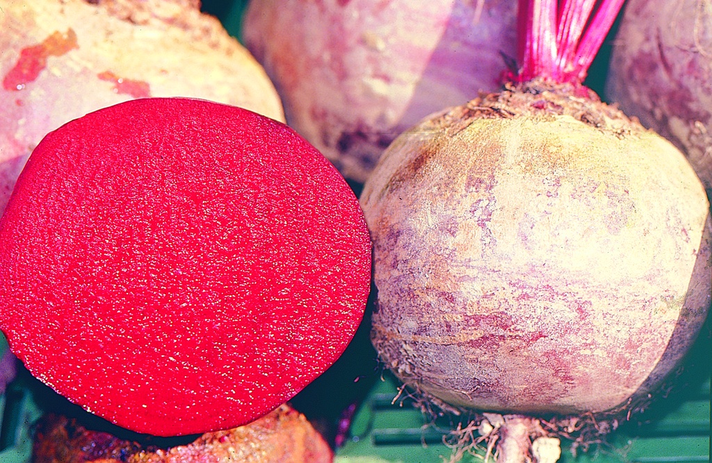 Betterave, Boule Rouge