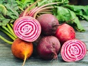 Beet (Beetroot), Chioggia