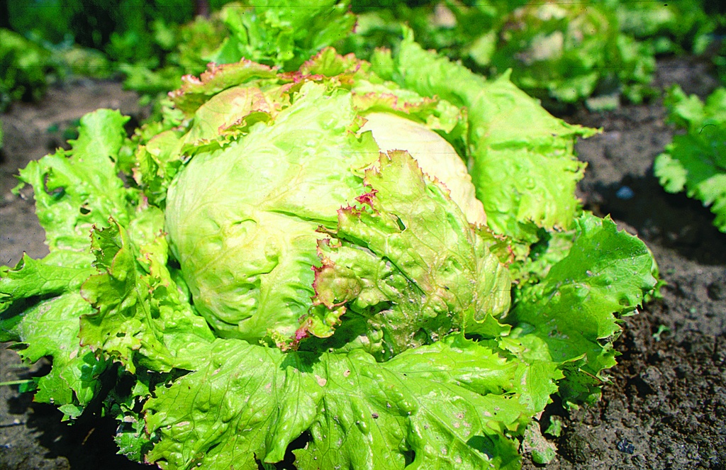 Batavia lettuce, Unicum