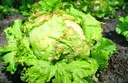 Batavia lettuce, Unicum