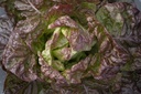 Head lettuce, Red butterhead