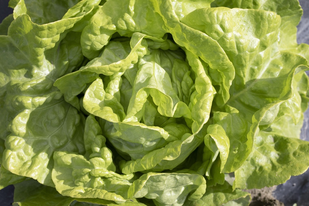 Head lettuce, Tägerwiler