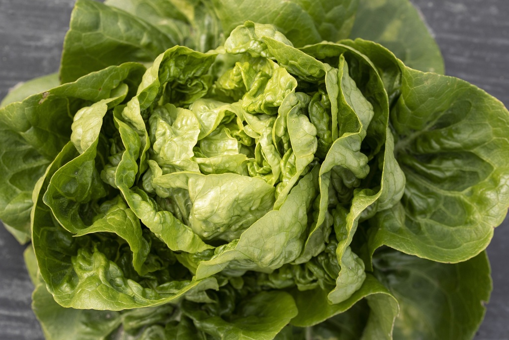 Laitue Pommée, Cocodelo Sucrine