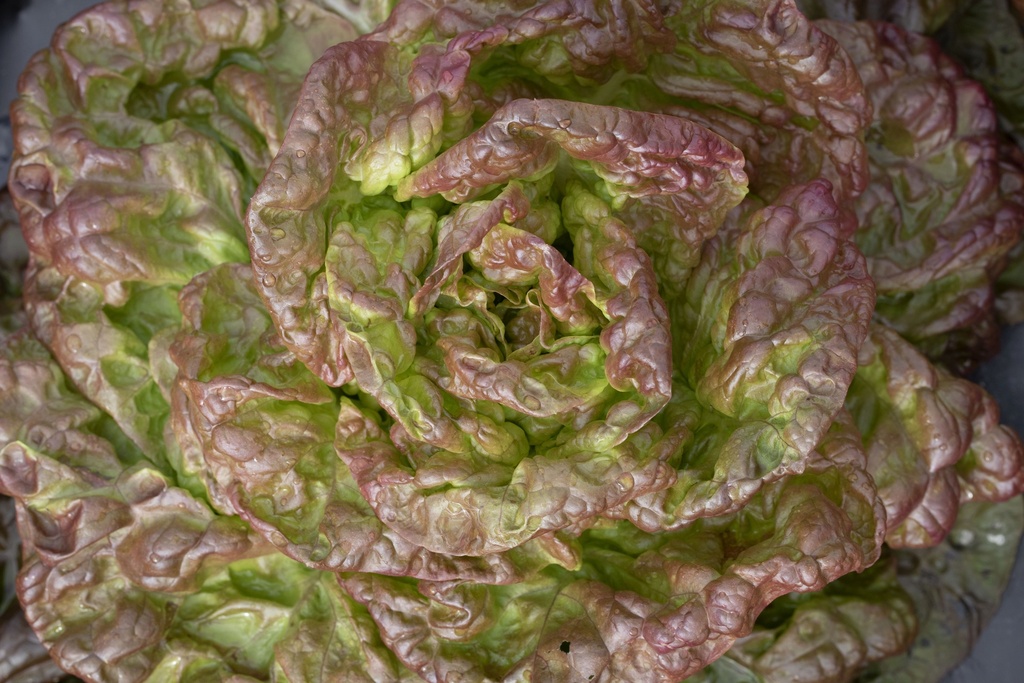 Head lettuce, Wonder of the Four Seasons