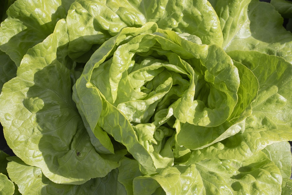 Laitue Pommée, Vilandry