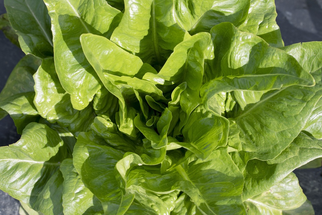 Head lettuce, Deer tongue