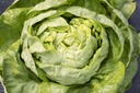 Head lettuce, Summer of Kagran