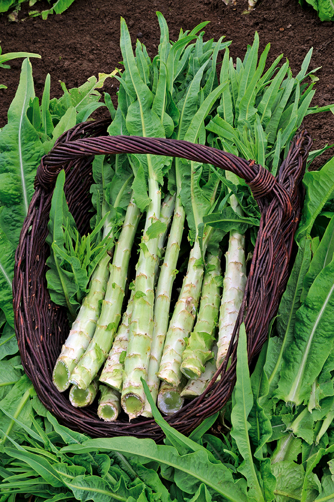 Laitue Asperge, Wosun