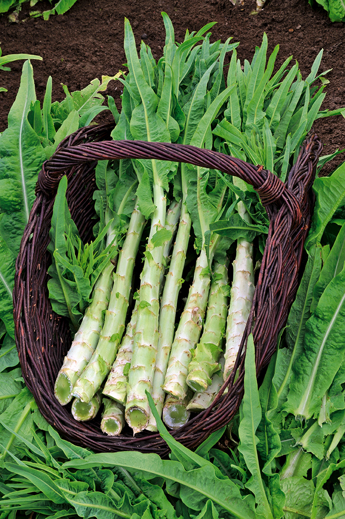 Laitue asperge, Wosun