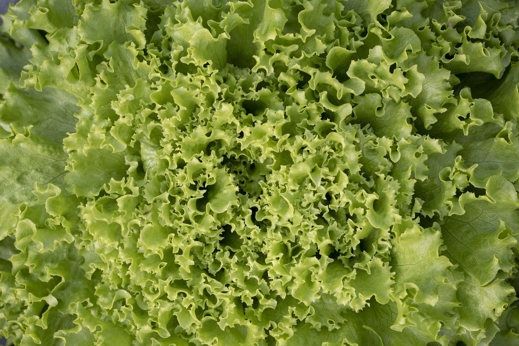 Batavia lettuce 'Celtic'