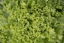 Batavia lettuce 'Celtic'