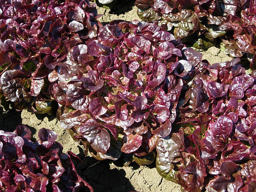 Lattuga foglia di quercia, Renarde