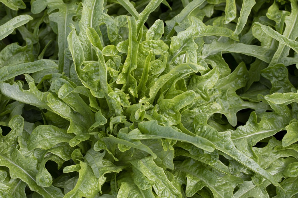 Laitue Feuille de Chêne, Verte d'Italie