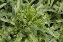Oak leaf lettuce, Italian Green