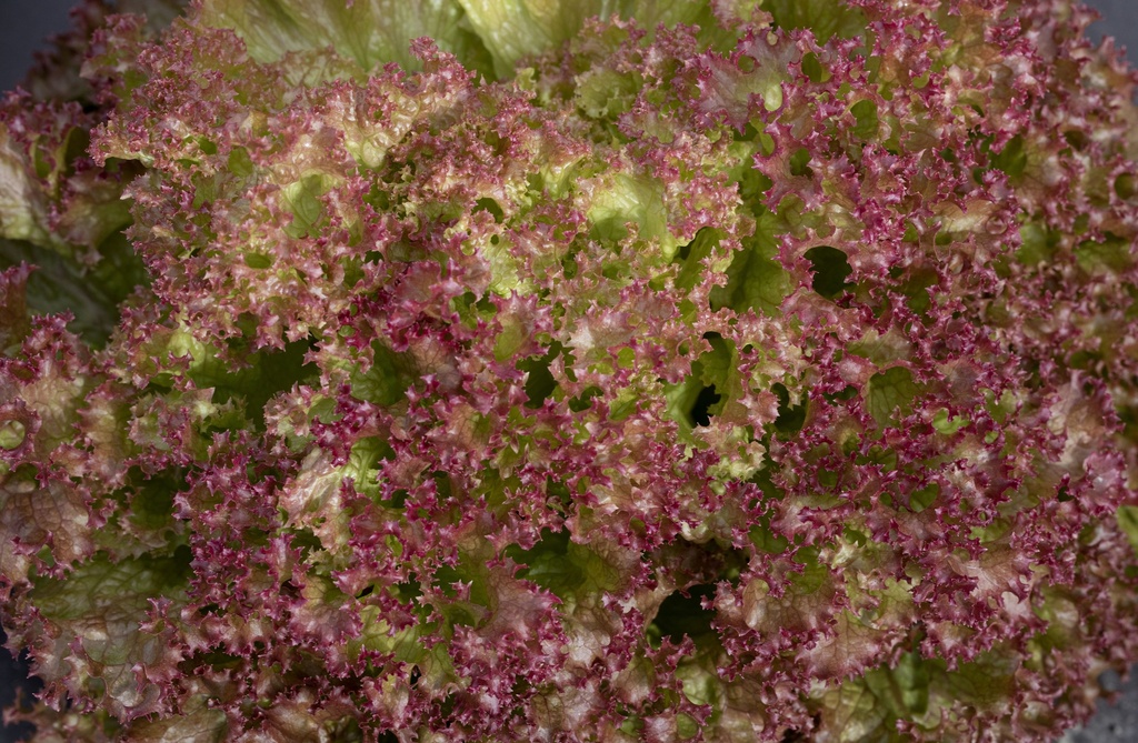 Oak leaf lettuce 'Lollo Rosso'