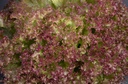 Oak leaf lettuce, Lollo Rosso