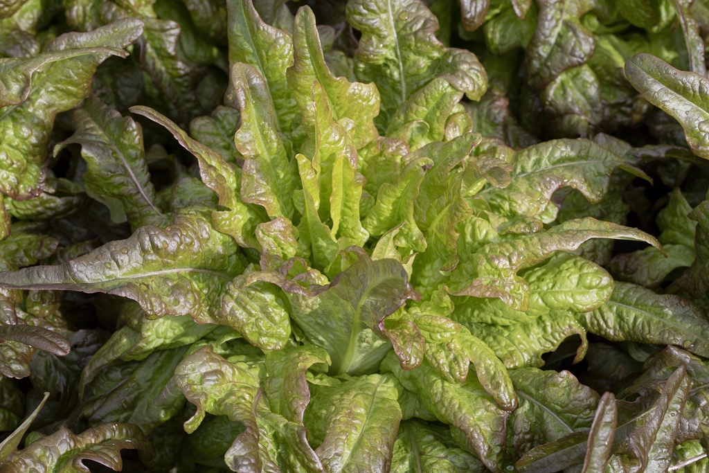 Lattuga foglia di quercia 'Poschiavo'