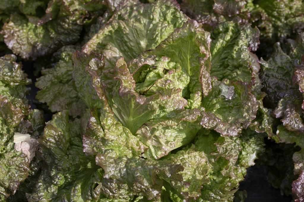 Lattughino d'Hiver, Frisé de Changins