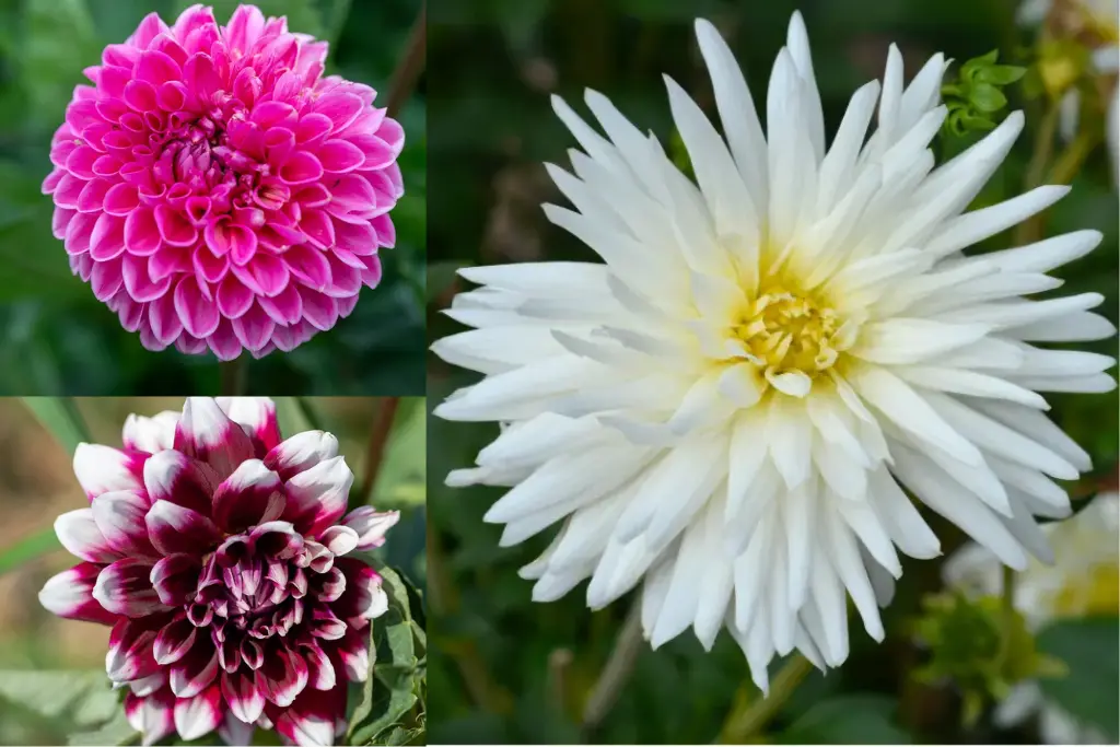 Set di Dahlie 'Fleurs du Coeur'