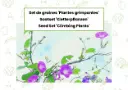 Set de graines 'Plantes grimpantes'