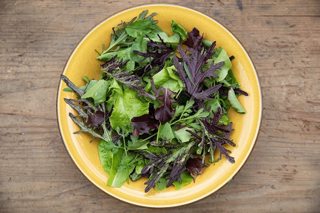 Leaf lettuce, Mesclun Zollinger