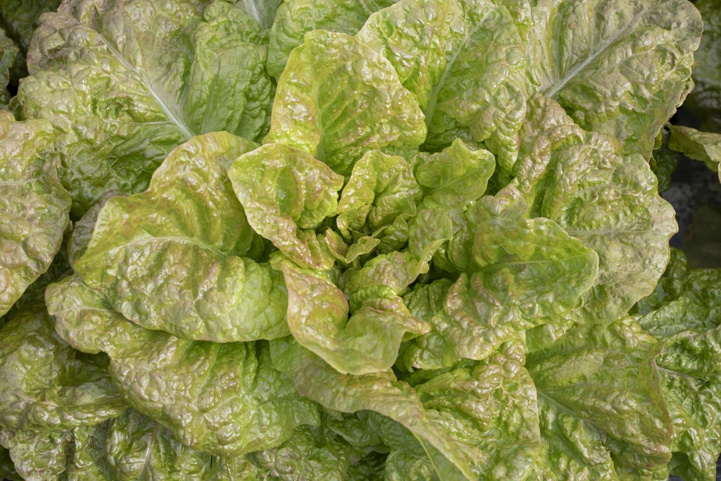 Laitue Romaine, de Morges