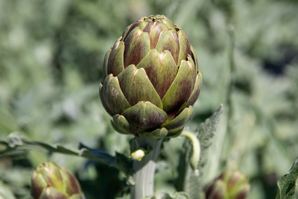 Artichoke