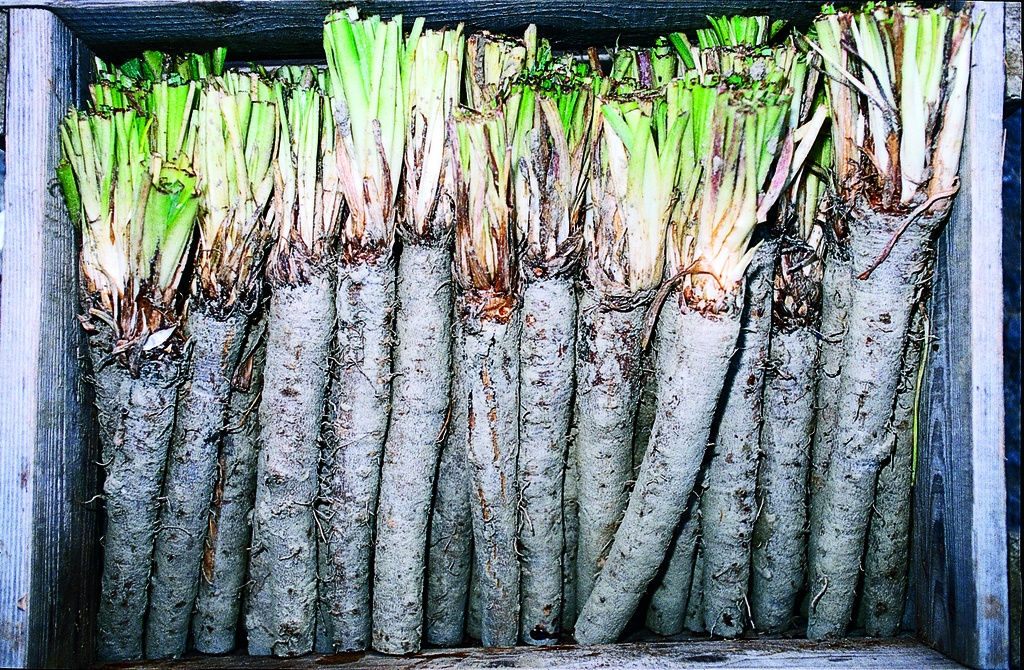 Black salsify (Scorzonera), Duplex