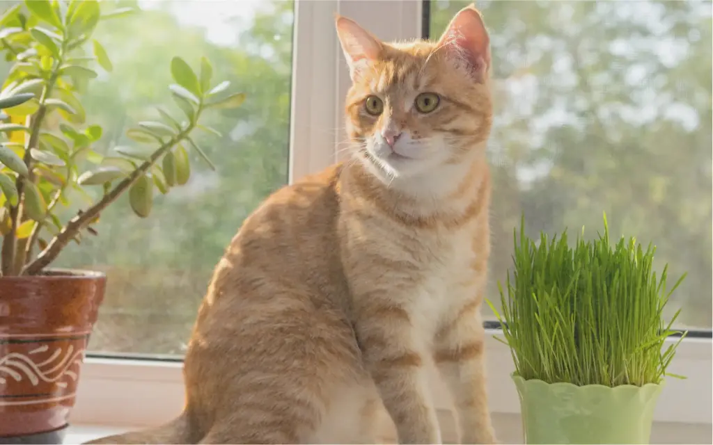 Mélange 'Herbe à Chat'